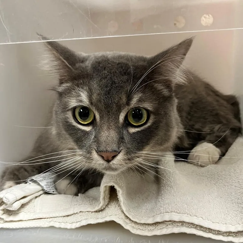 An adult medium-sized male Gray / Blue / Silver Domestic Medium Hair cat named Kaiba for adoption in Las Cruces, NM