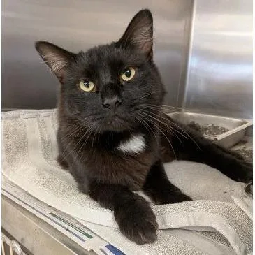 A young large-sized male Domestic Medium Hair cat named Kenickie for adoption in Rocky Mount, VA