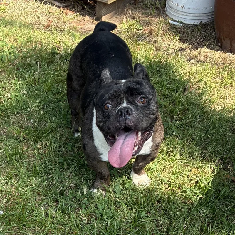 An adult medium-sized male Brown / Chocolate English Bulldog dog named Zero II for adoption in Little Rock, AR