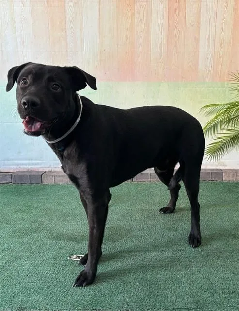 A young medium-sized male Labrador Retriever dog named Luke for adoption in Baldwin Park, CA