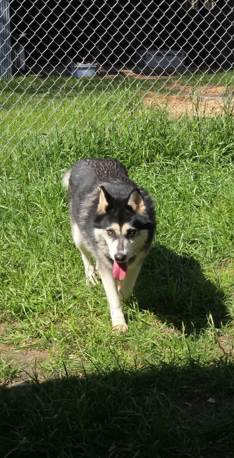 An adult large-sized female Husky dog named Raven for adoption in Eatontown, NJ