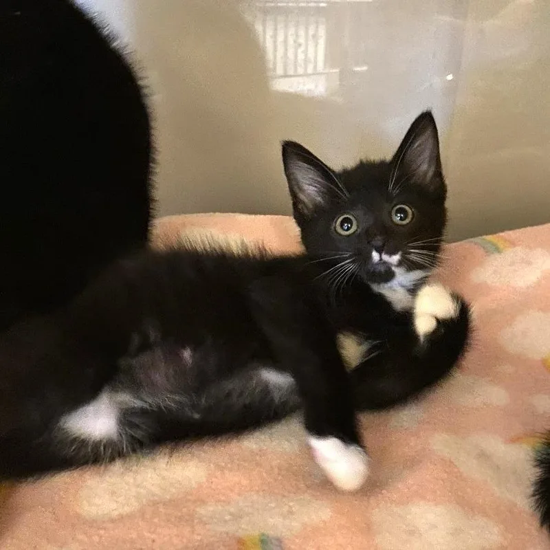 A baby small-sized female Black Domestic Short Hair cat named Eel for adoption in Washington Township, OH