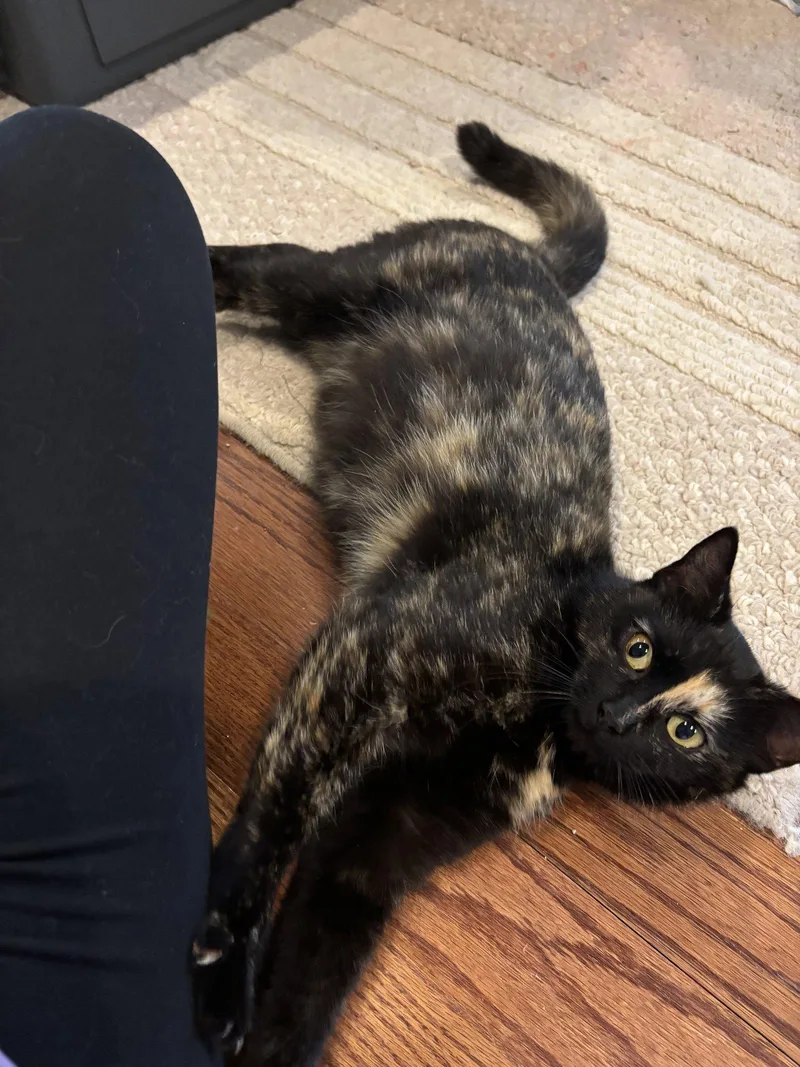An adult small-sized female Domestic Short Hair cat named Rosie for adoption in Roxboro, NC
