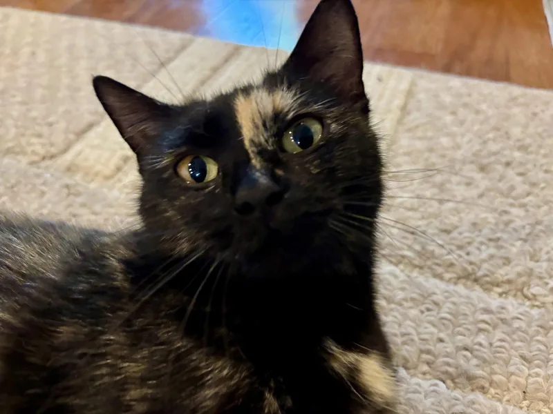 Rosie thumbnail 2