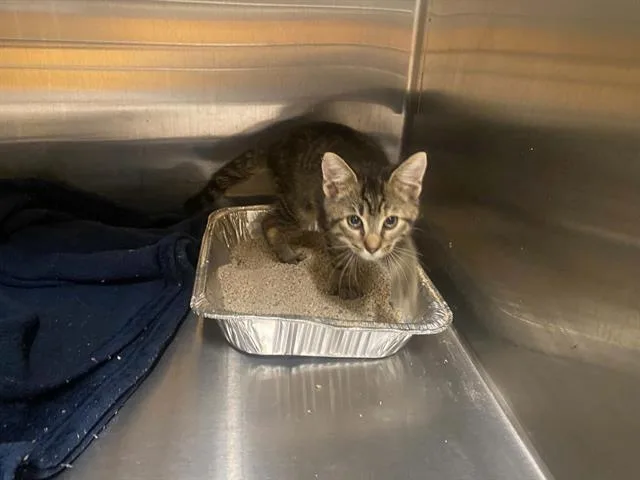 A baby small-sized female Domestic Short Hair cat named Frenchie for adoption in Tustin, CA