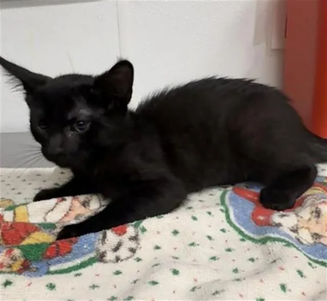 A baby small-sized female Domestic Short Hair cat named Diamond for adoption in Camarillo, CA