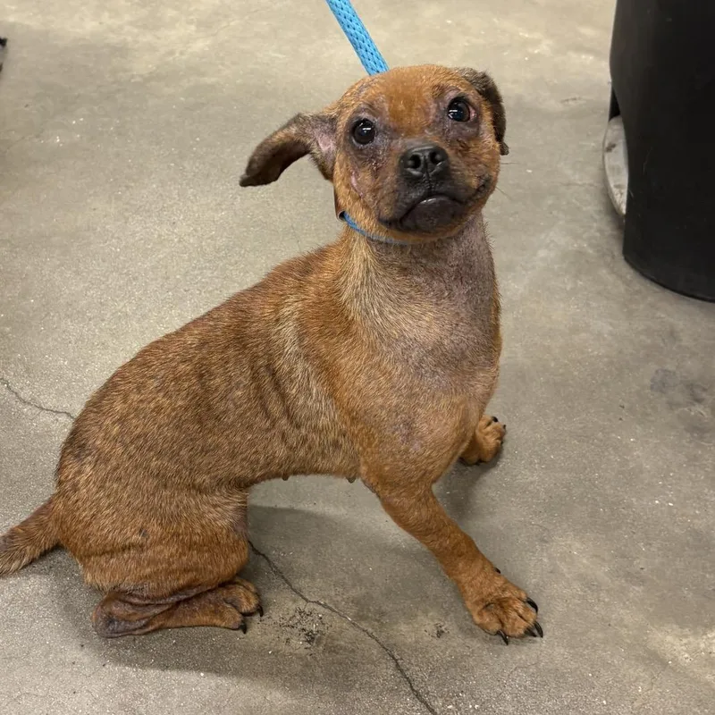 A young small-sized female Yellow / Tan / Blond / Fawn Dachshund dog named Tootsie for adoption in Tampa, FL