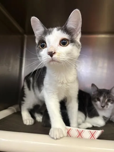 A young medium-sized female Domestic Short Hair cat named Maria for adoption in Brewster, MA