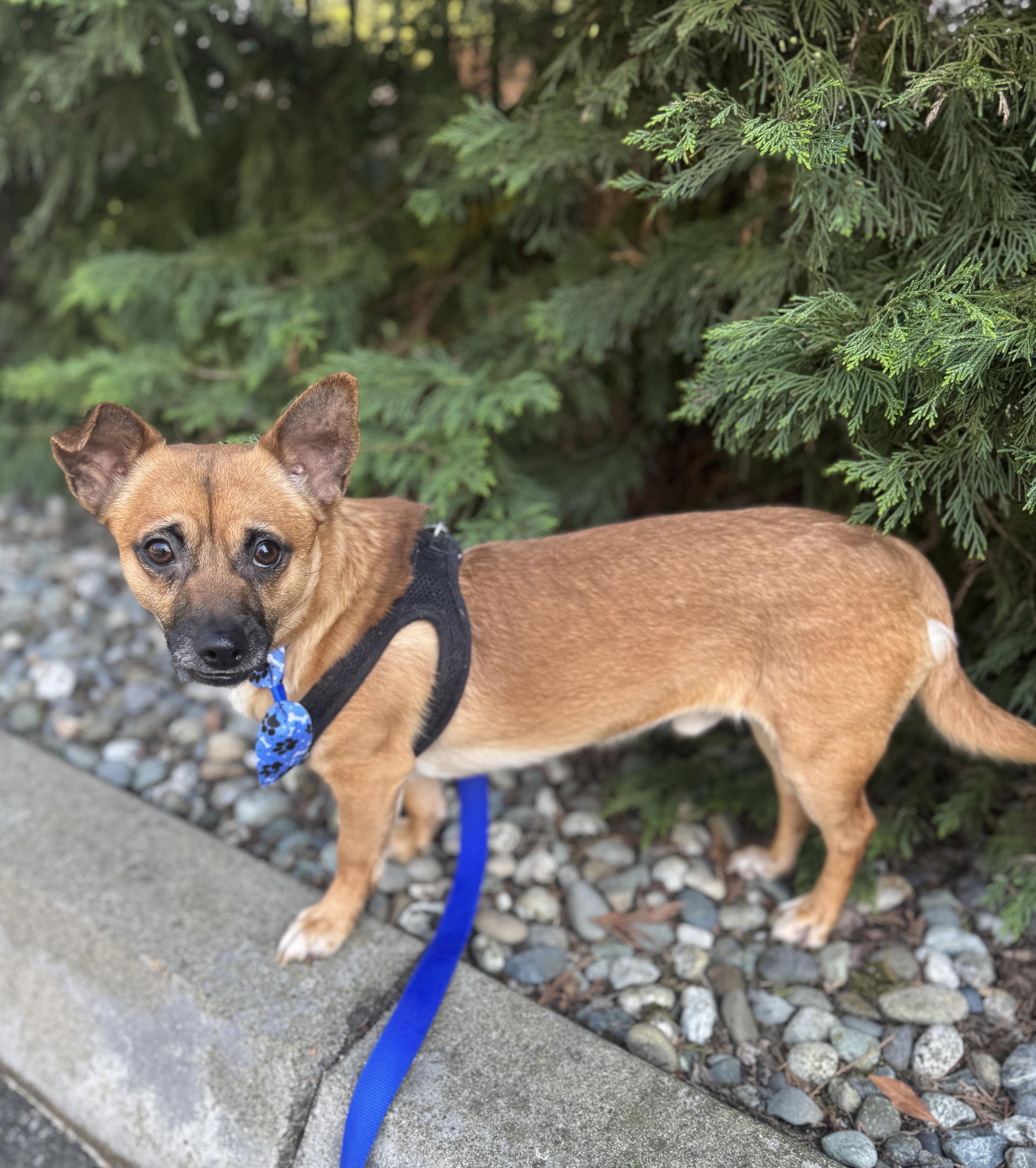 An adult small-sized male Bicolor Chihuahua dog named Woody for adoption in lynnwood , WA