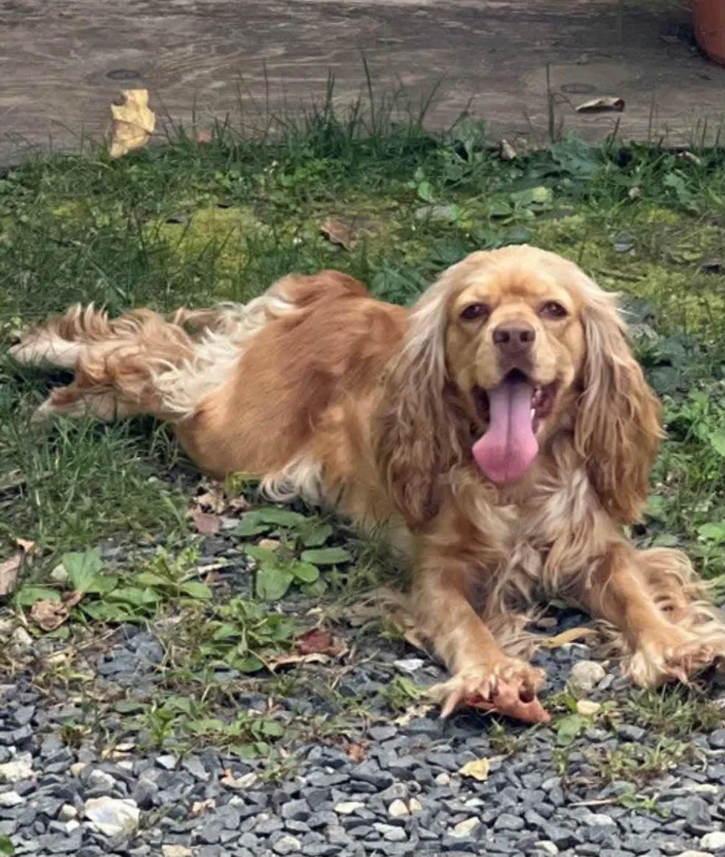 An adult medium-sized female Red / Chestnut / Orange Cocker Spaniel dog named Tracey for adoption in Brunswick, ME