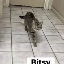 Bitzy