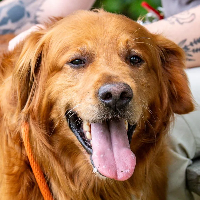 A senior extra large-sized male Red / Chestnut / Orange Golden Retriever dog named KC Bonded w Tulip for adoption in Kennebunk, ME