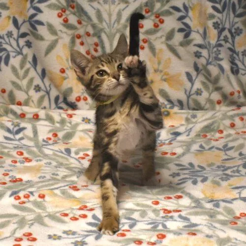 Colby thumbnail 3