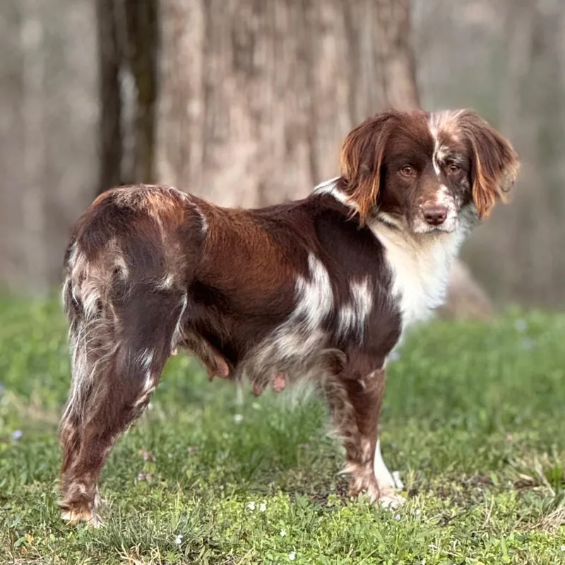 An adult medium-sized female Red / Chestnut / Orange Brittany Spaniel dog named Willow for adoption in Centerville, TN