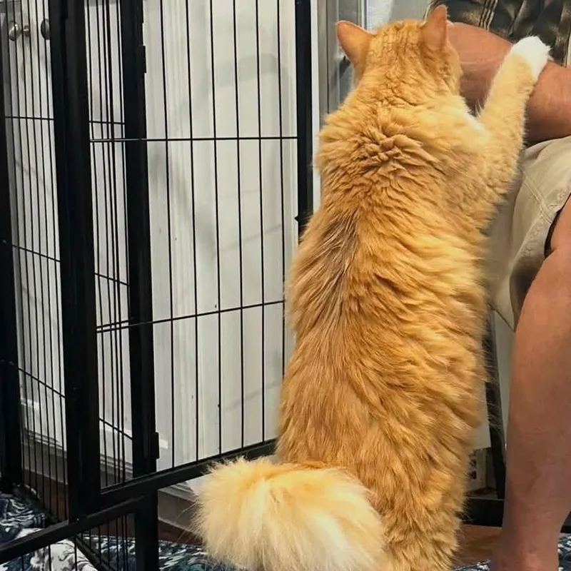 An adult small-sized male Orange / Red Domestic Medium Hair cat named Buffy Scally for adoption in Allen, TX