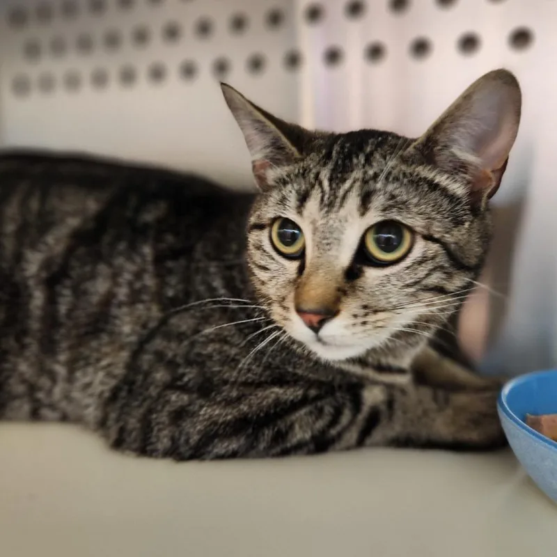 A young medium-sized female Brown / Chocolate Domestic Short Hair cat named Staci for adoption in Reno, NV
