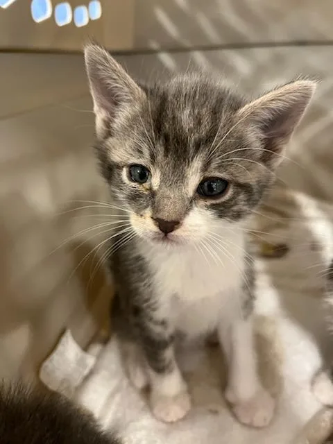 A baby small-sized female Domestic Short Hair cat named Brie for adoption in Palmetto, FL