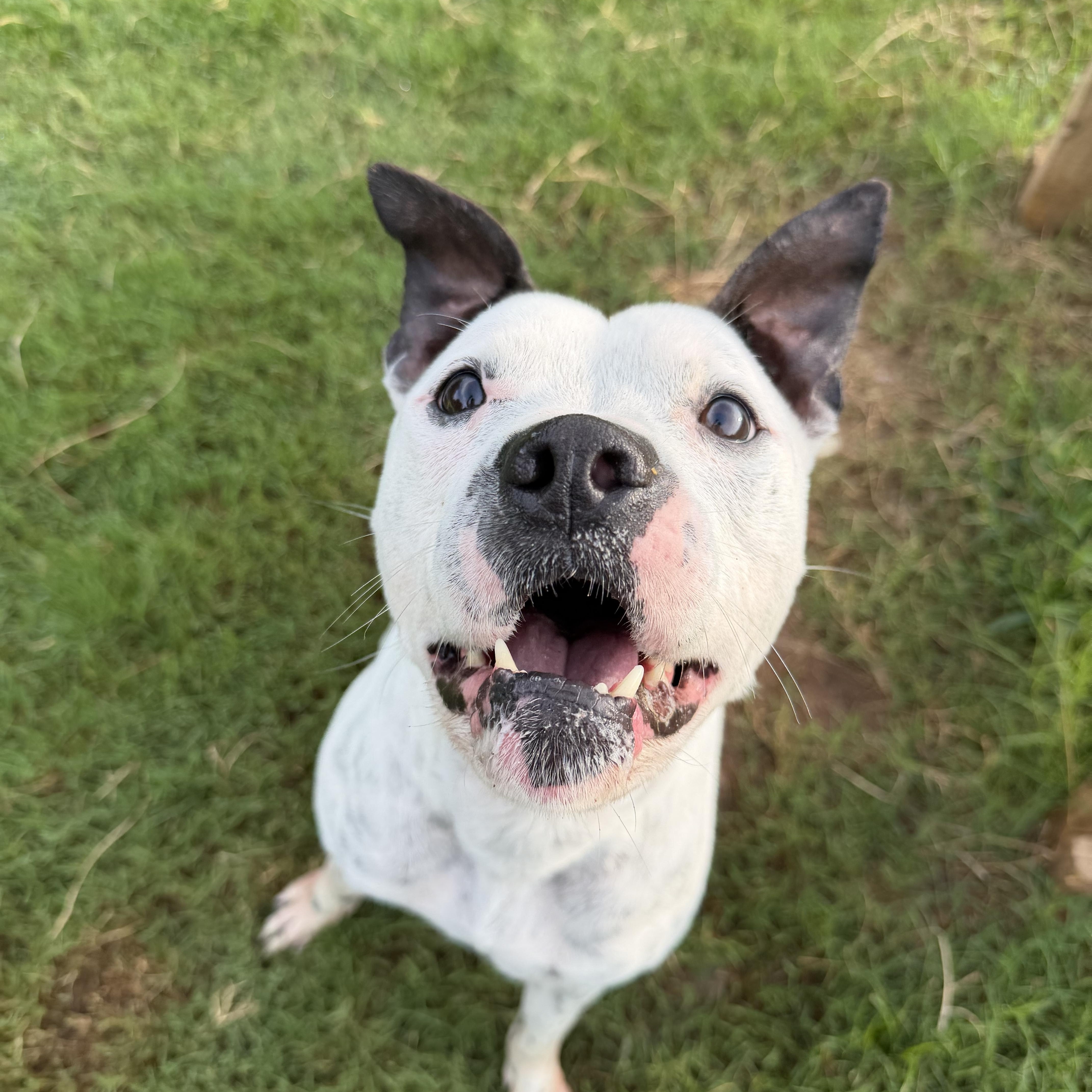 An adult medium-sized male Pit Bull Terrier dog named Happy DEAF for adoption in atlanta, GA