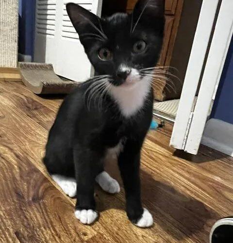 A baby small-sized male Domestic Short Hair cat named Louie for adoption in Tampa, FL