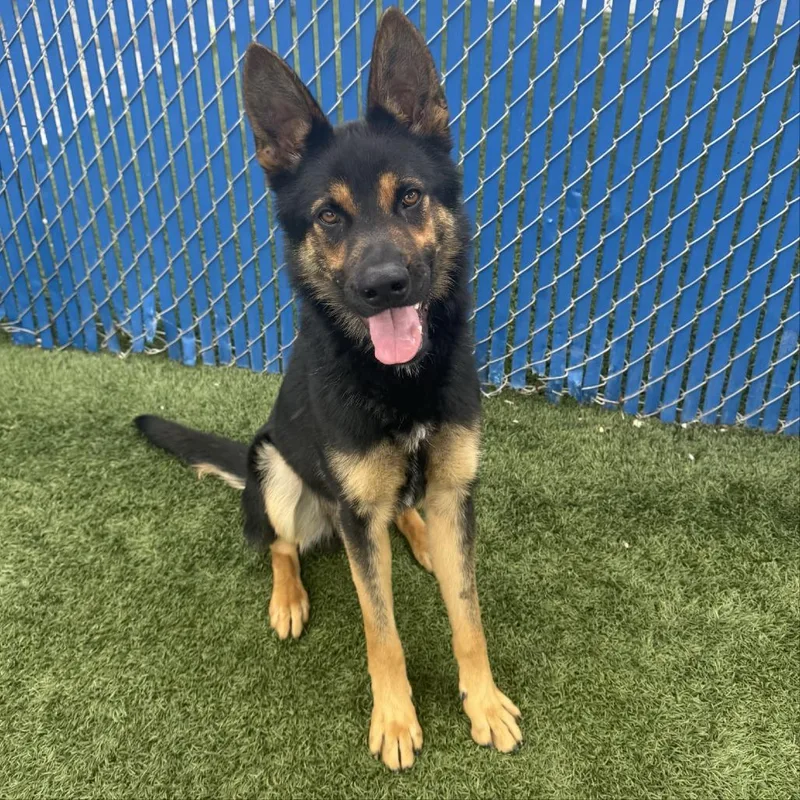 A young medium-sized male Black Shepherd dog named Ronnie for adoption in Long Beach, CA