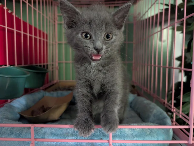 A baby medium-sized female Russian Blue cat named Shadow for adoption in Herndon, VA