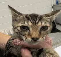 A young small-sized female Tabby (Brown / Chocolate) Domestic Short Hair cat named Big Foot for adoption in Cincinnati, OH
