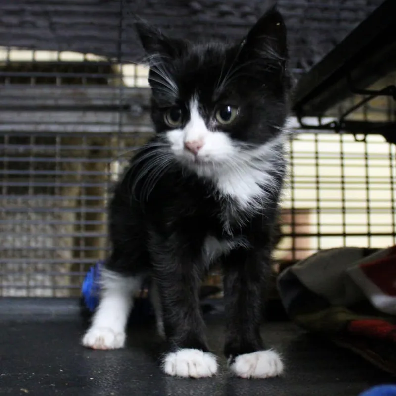 A young medium-sized female Domestic Medium Hair cat named Needoh for adoption in Billings, MT