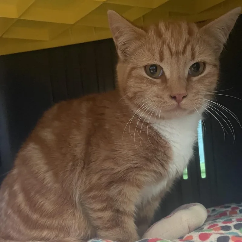 A young medium-sized male Tabby (Orange / Red) Domestic Short Hair cat named Alabama for adoption in Hudson, NY