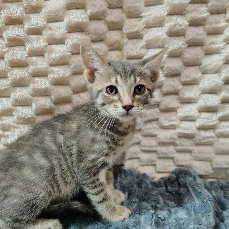 A baby medium-sized female Tabby (Gray / Blue / Silver) Domestic Short Hair cat named Emerald for adoption in Ellaville, GA