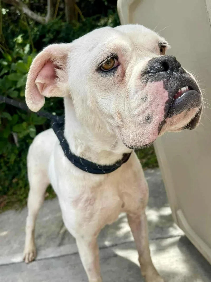 An adult large-sized male Boxer dog named Knox for adoption in Monticello, NY