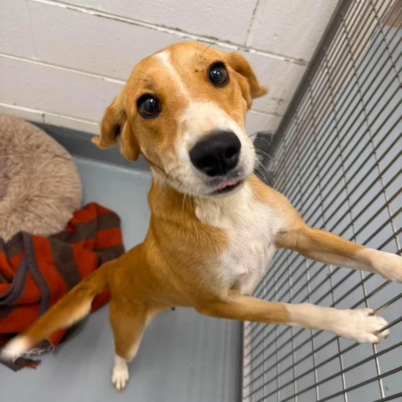 An adult medium-sized female Yellow / Tan / Blond / Fawn Hound dog named Carmella for adoption in Rocky Mount, VA