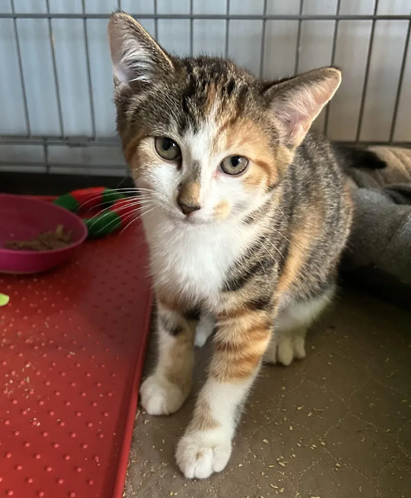 A baby medium-sized female Domestic Short Hair cat named Amber Read for adoption in Trenton, NJ