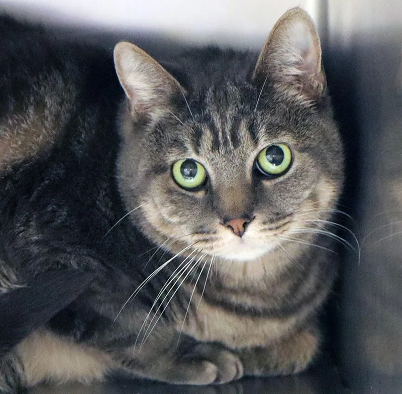 An adult extra large-sized male Domestic Short Hair cat named Pluto for adoption in Kansas City, KS