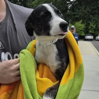 A baby small-sized male Mixed Breed dog named Green for adoption in Voorhees, NJ
