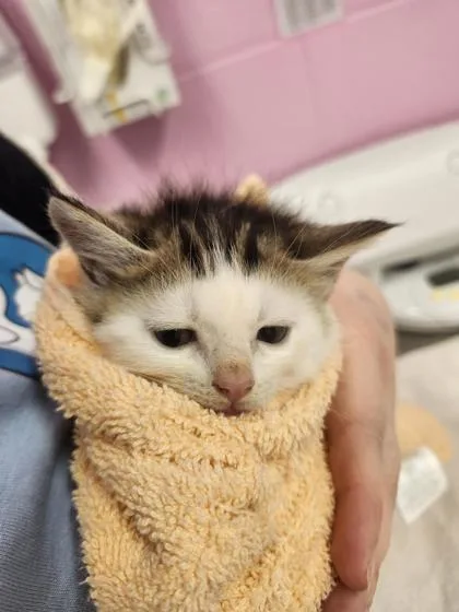 A young small-sized male Domestic Short Hair cat named Tulip for adoption in Columbus, IN