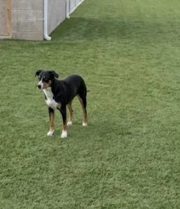 An adult large-sized male Black Appenzell Mountain Dog dog named Jackson for adoption