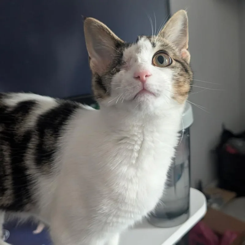 Snickers thumbnail 2