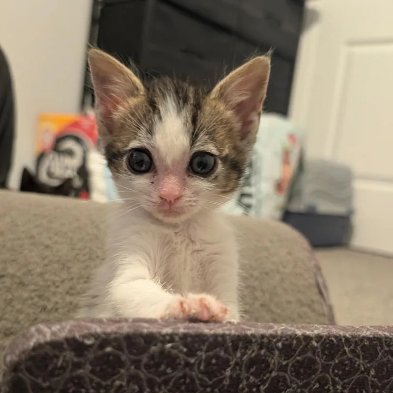 Snickers thumbnail 3