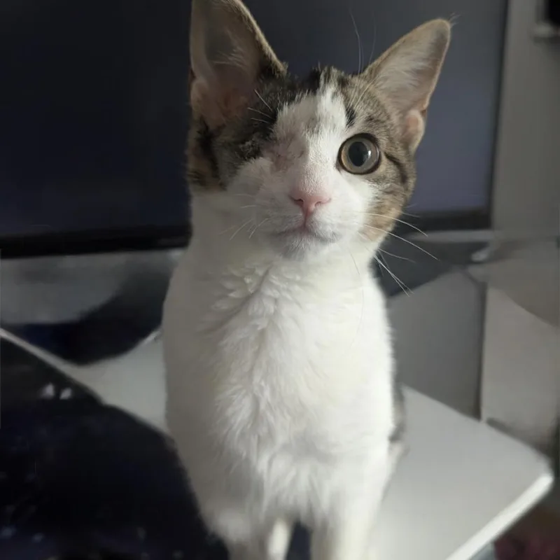 Snickers thumbnail 4