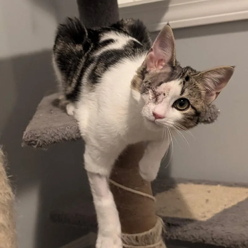 Snickers thumbnail 5