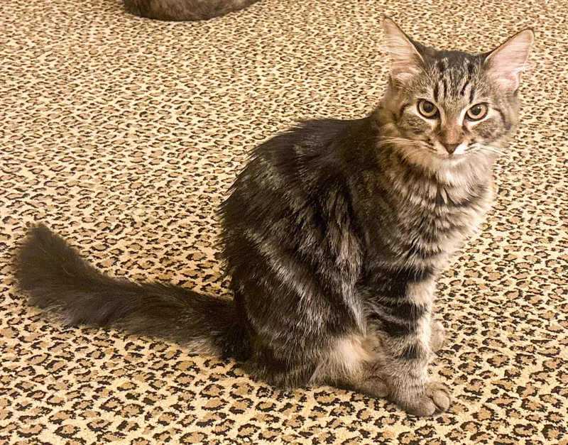 A baby medium-sized female Tabby cat named Shirli for adoption in Lighthouse Point, FL