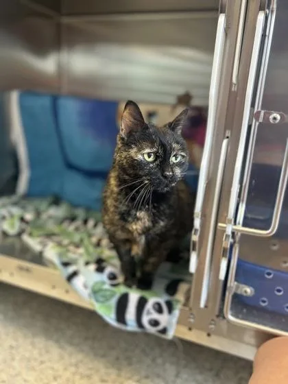 Kiki