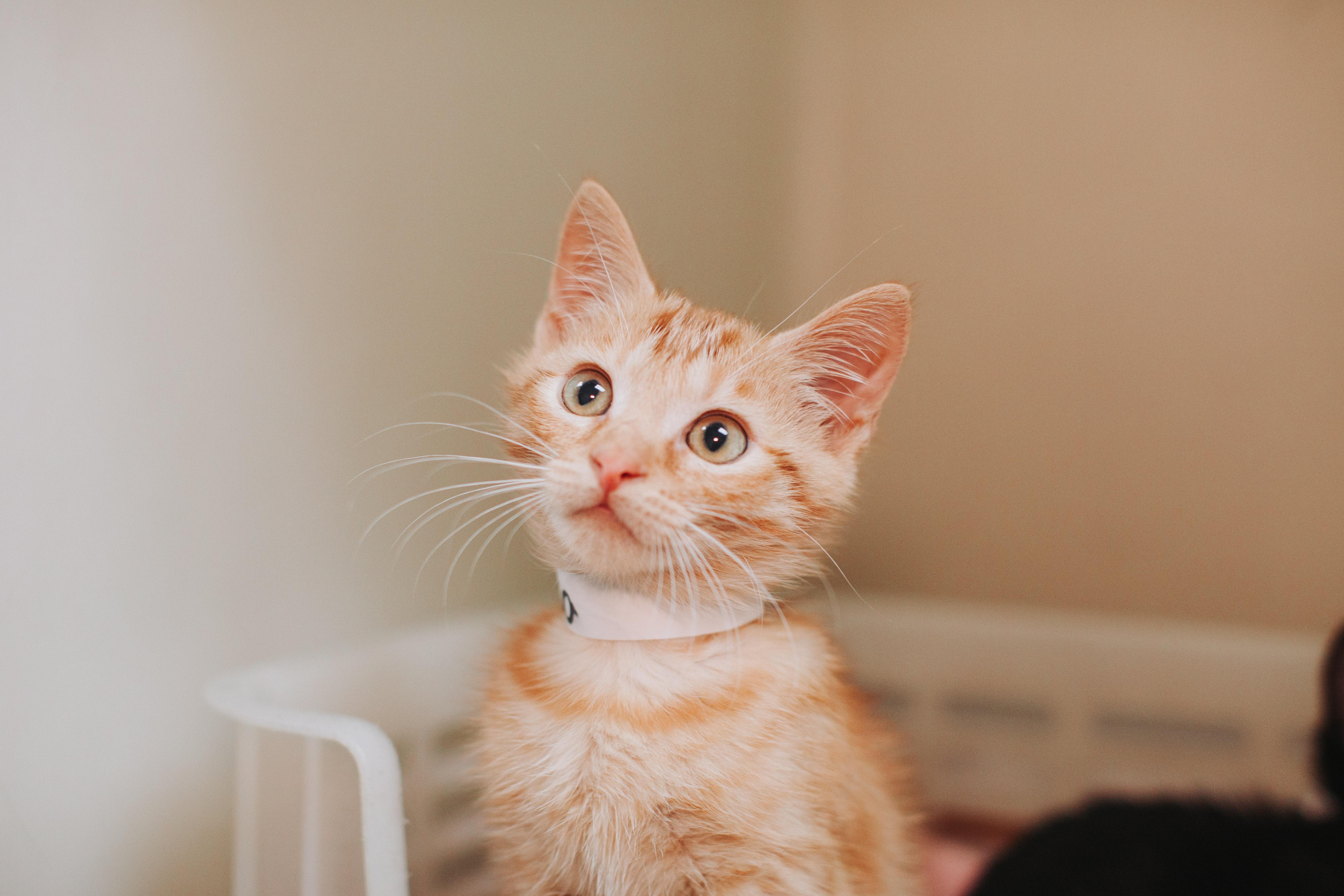 A young small-sized male Domestic Short Hair cat named A Mr. Gucci Petsmart for adoption in North Charleston, SC