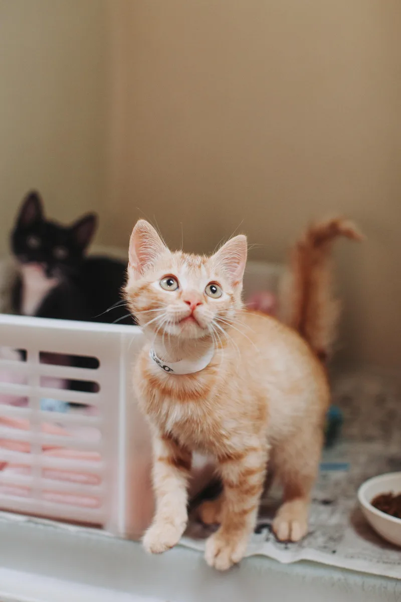 A Mr. Gucci Petsmart thumbnail 2