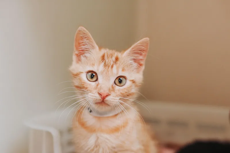 A Mr. Gucci Petsmart thumbnail 3