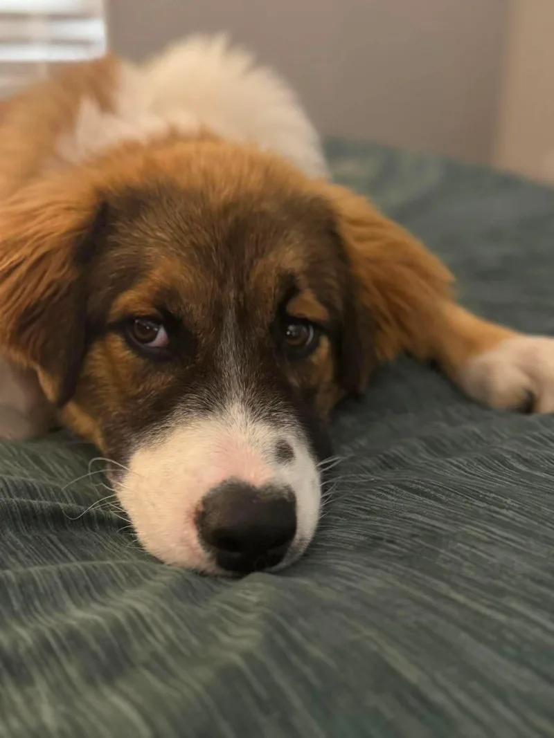 A young medium-sized male Shepherd dog named Wilson for adoption in Milwaukee, WI