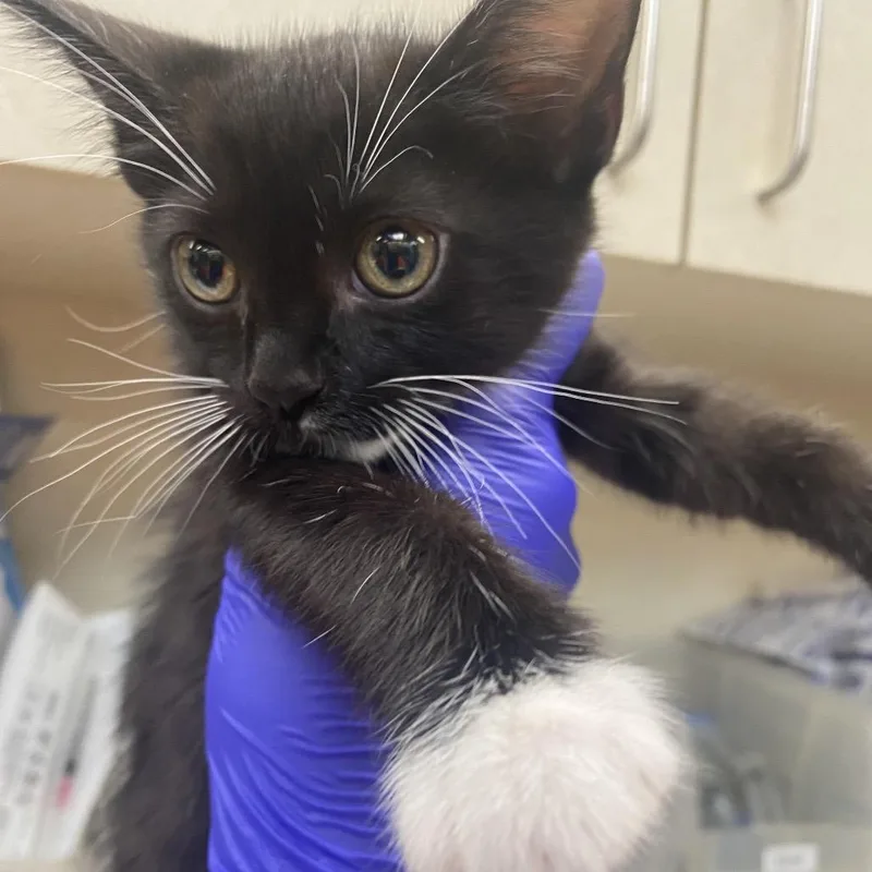 A baby small-sized male Black Domestic Short Hair cat named Shiba for adoption in Westminster, CA