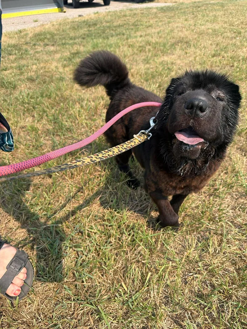 An adult medium-sized female Shar-Pei dog named Raigen for adoption in Grand Forks, ND