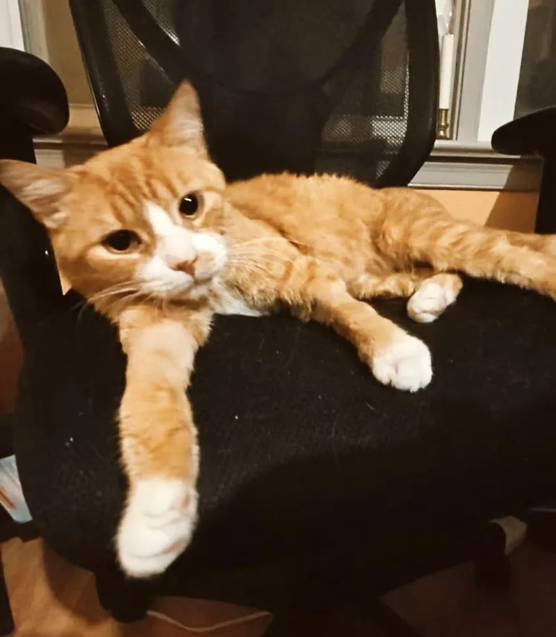 A young medium-sized male Orange & White Tabby cat named Arthur for adoption in Philadelphia, PA