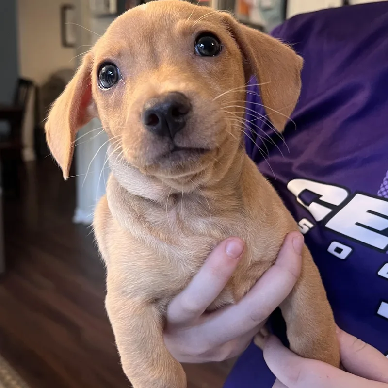 Simon